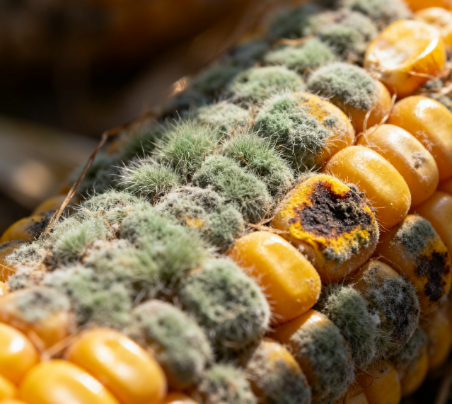 高效真菌毒素快速篩查解決方案:萊恩德快檢技術體系