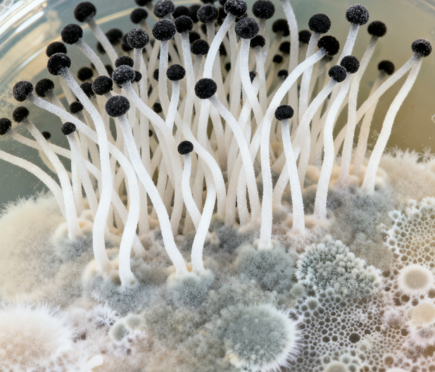 萊恩德推出熒光定量真菌毒素檢測儀，重新定義糧食安全檢測標準